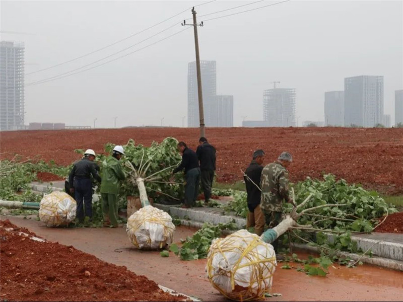 1655949596293425.jpg 1.jpg