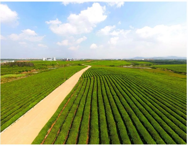 1656056458214342.jpg 370435878.jpg